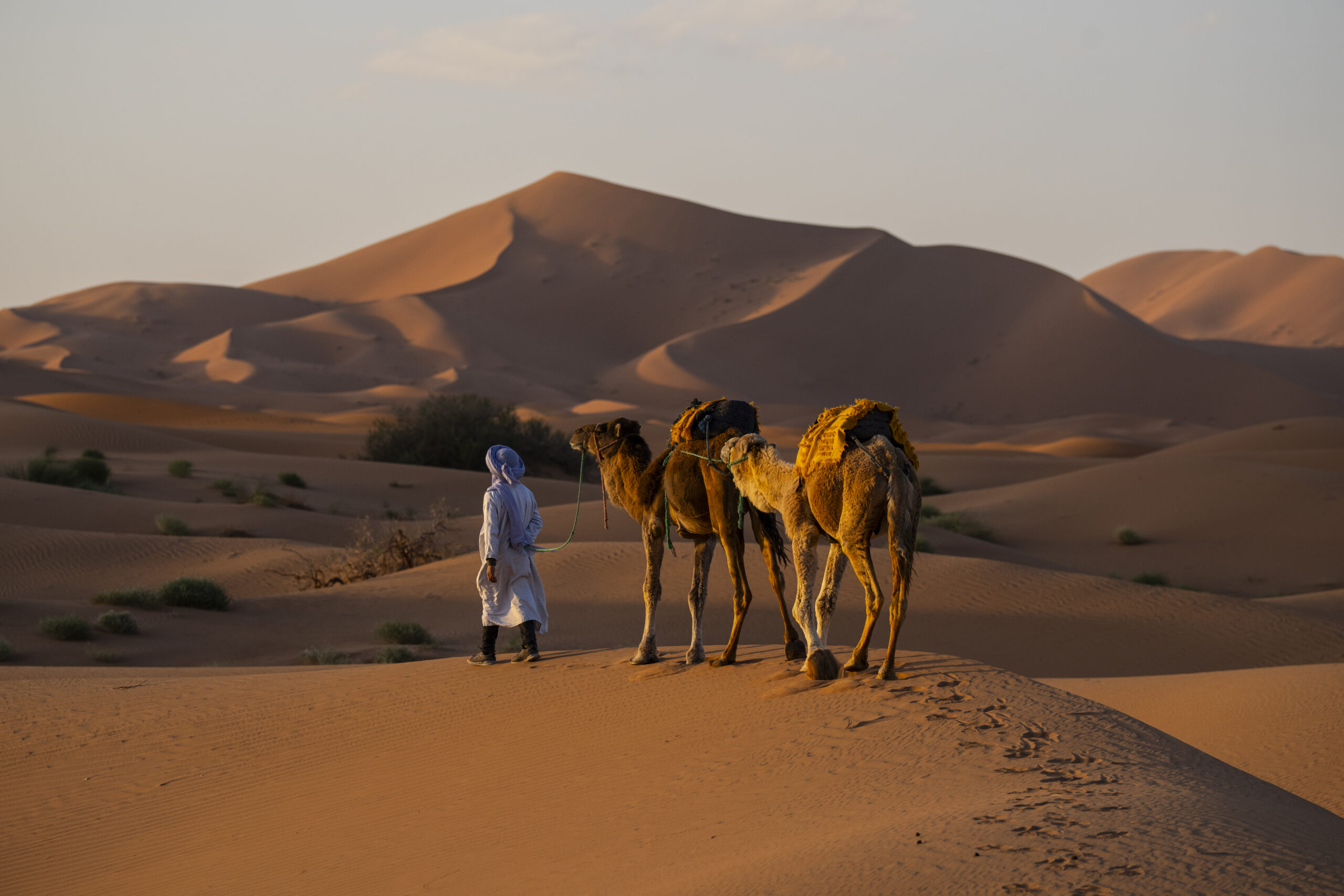 A camel caravan crossing golden Sahara dunes