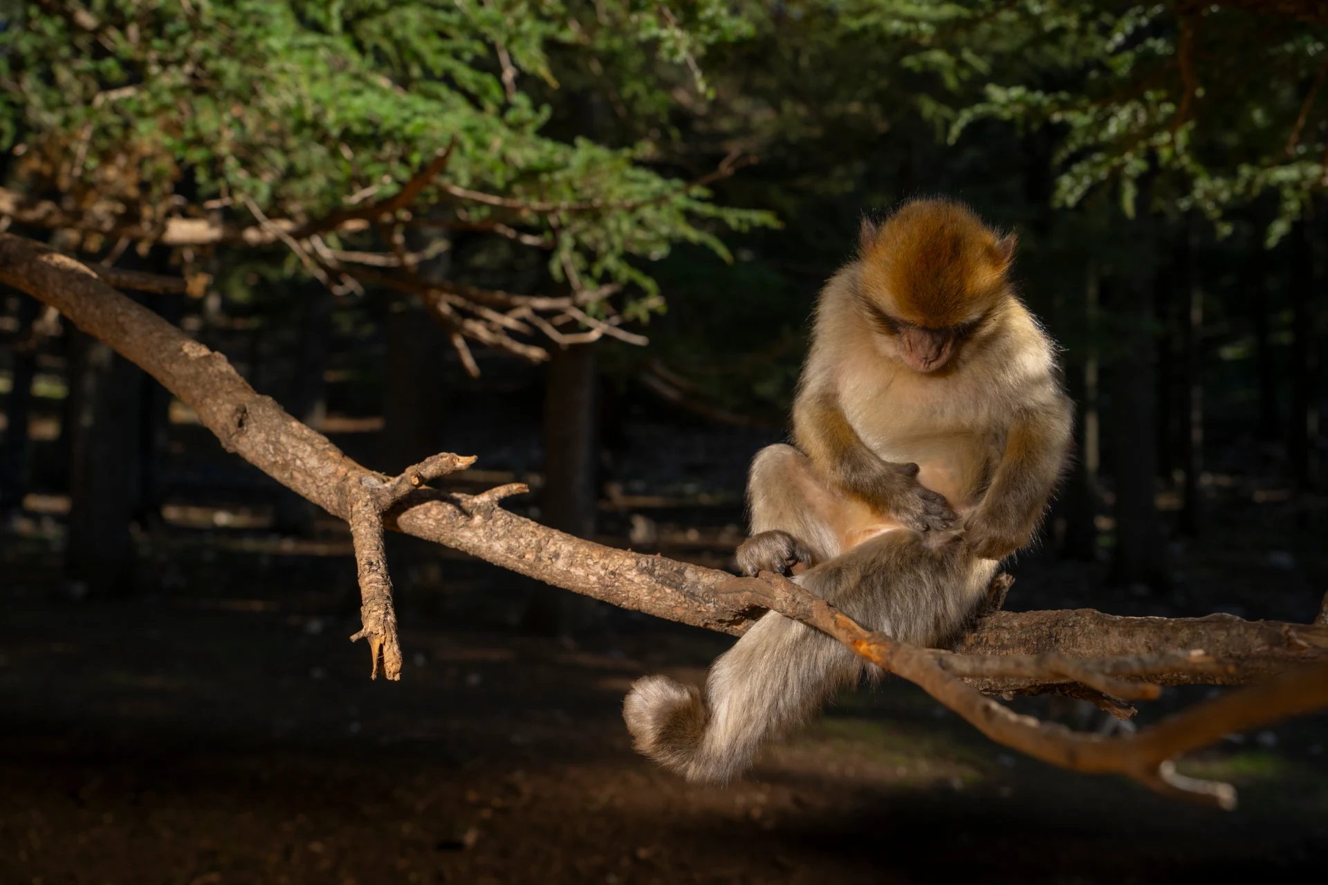 Cedar forest and caves